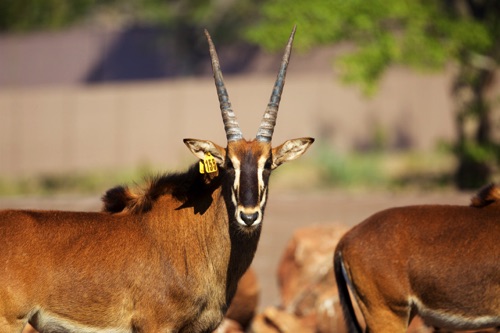 Young Sable bull