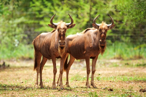 Golden Wildebeest